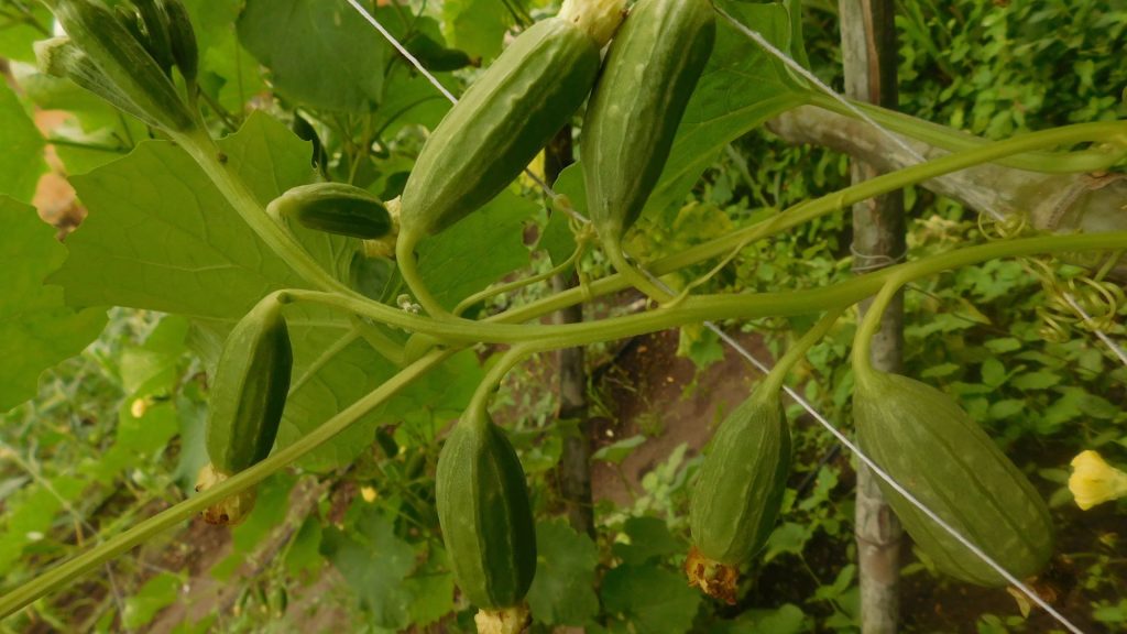 kheti-5